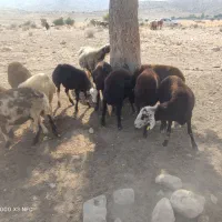 میش قزل افشار داشتی در اطراف فیروزاباد