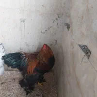 خروس