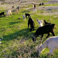 ۱۵راس بز کهره دار|حیوانات مزرعه|کازرون, |دیوار