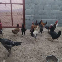 مرغ خروس محلی