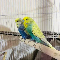 مرغ عشق انگلیسی|پرنده|شیراز, زیباشهر|دیوار