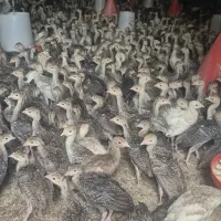 جوجه بوقلمون۱ماهه