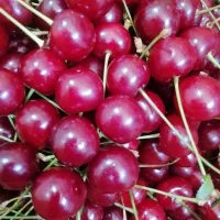 آلبالو ارگانیک و درجه یک یک