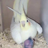 عروس هلندی مولد ماده لوتینو نر سینامون|پرنده|شهریار, شهرک وائین|دیوار