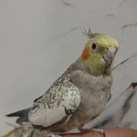 عروس هلندی خاص