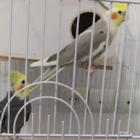 عروس هلندی