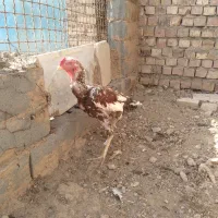 لاری|حیوانات مزرعه|تربت جام, معدآباد|دیوار