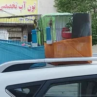 مست/جفتی سهره/سهره نر