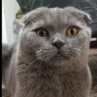 گربه نر برای جفت گیری