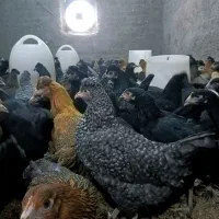 مرغ جهادی نژاد تخمگذار و گلپایگانی|حیوانات مزرعه|کاشان, خرمدشت|دیوار