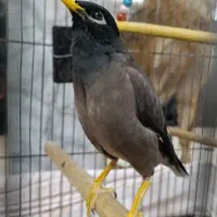 مرغ مینا|پرنده|کرج, شاهینویلا|دیوار