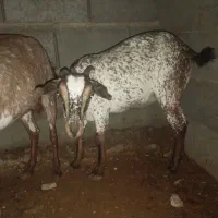 دو عددبز صلاله نقشی اصل آبستن