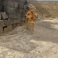 سگ خودمونی