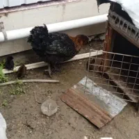 مرغ و جوجه اوردک