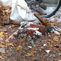 خروسلاری|حیوانات مزرعه|صائین قلعه, |دیوار