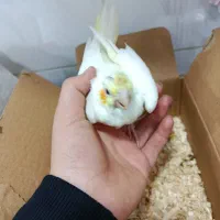 عروس هلندی لوتینیو سرلاکی چشم شرابی