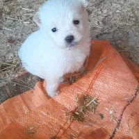 توله سگ پا کوتاه