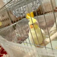 یک جفت عروس لوتینو با شش عدد تخم|پرنده|تبریز, |دیوار