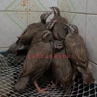 جوجه زینتی مرغ خروس دان پلت خوراک بلدرچین بوقلمون|حیوانات مزرعه|تبریز, |دیوار