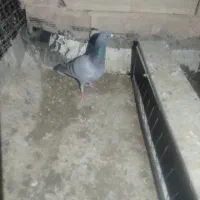 گرفتنی امشب