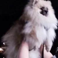 پامرانیان خرسی