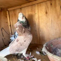 کفتر سرور کاشان|پرنده|تهران, ستارخان|دیوار