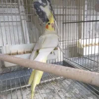 طوطی|پرنده|کرج, برغان|دیوار