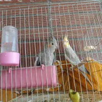 عروس هلندی