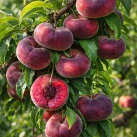 فروش نهال  به صورت عمده