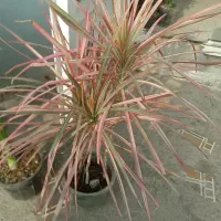 گل برگ عبایی دراسنا پرچمی