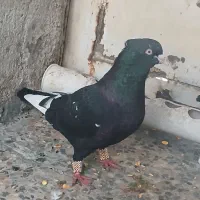 کبوترکفتر سینه ای دم|پرنده|اهواز, منبع اب|دیوار