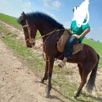 مادیان اصیل عرب|اسب و تجهیزات اسب‌سواری|شوش, |دیوار