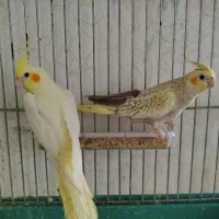 عروس هلندی