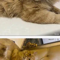 گربه پرشین گارفیلد|گربه|گلستان (تهران), |دیوار