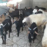 بزغاله نرو ماده چاق|حیوانات مزرعه|ملکشاهی, |دیوار