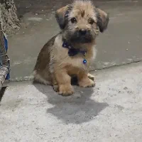 شیتزو ۳ماهه