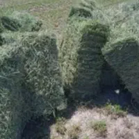 فروش ۷ الی ۸ پرس یونجه