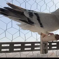 کبوتر کفتر شامی سفید کاغذی نوک قنار چشم سرمه