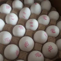 تخم مرغ ۱۲/۵ نگین و هاشم زاده|عمدهفروشی|سوسنگرد, |دیوار