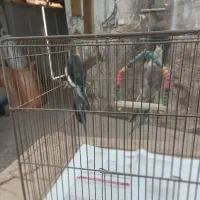 عروس هلندی|پرنده|رشت, فخب|دیوار