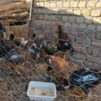 ۱۰عددخروس لا ی سالم وسرحال به شرط فوری|حیوانات مزرعه|کرج, کمال‌شهر|دیوار