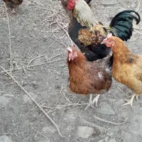 فروش مرغ تخم گذار|حیوانات مزرعه|نقده, |دیوار