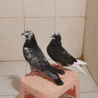 کفتر پرشی نسل دار|پرنده|شاهدشهر, |دیوار