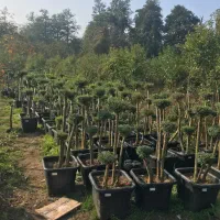 مورت سه کله|گل و گیاه طبیعی|عباس‌آباد, |دیوار