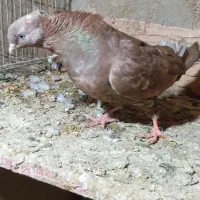 سه‌کبو‌تر