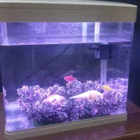 آکواریم دلسا|ماهی|اراک, |دیوار