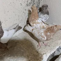 کبوتر سرته ای