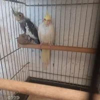 دوطوطی عروس ۴ماه