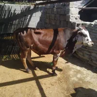 گاو نر