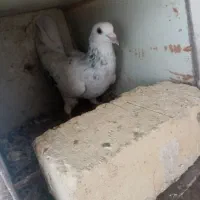 3تا ماده پلاکی|پرنده|شیراز, پادگان ولیعصر|دیوار